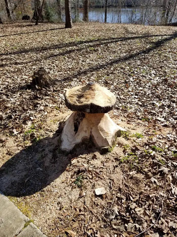 Mushroom Wood Carving
