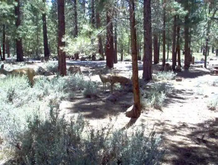 Logger Campground