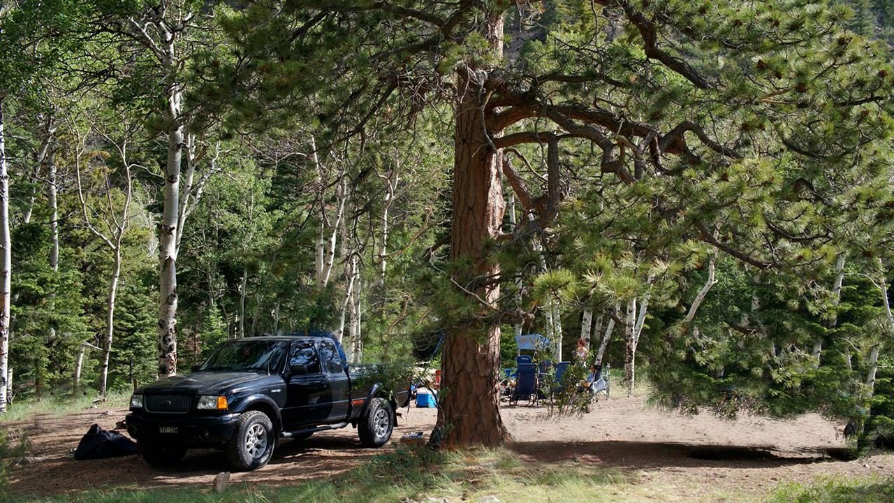 Campsites along the road generally have tall trees for shade