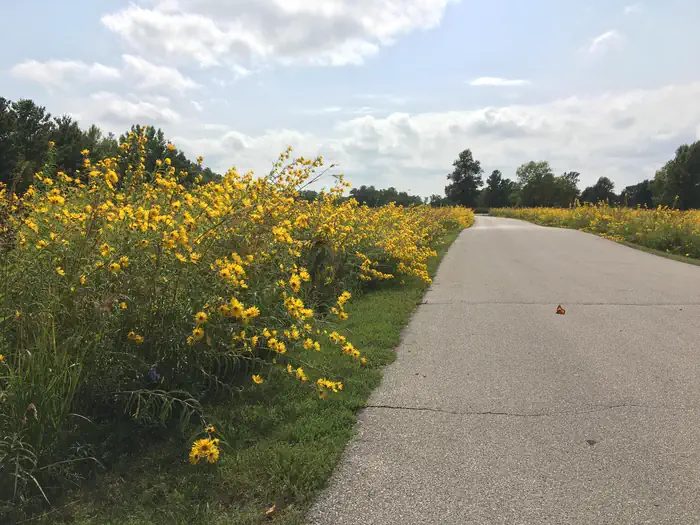 Main Road in Mid-September