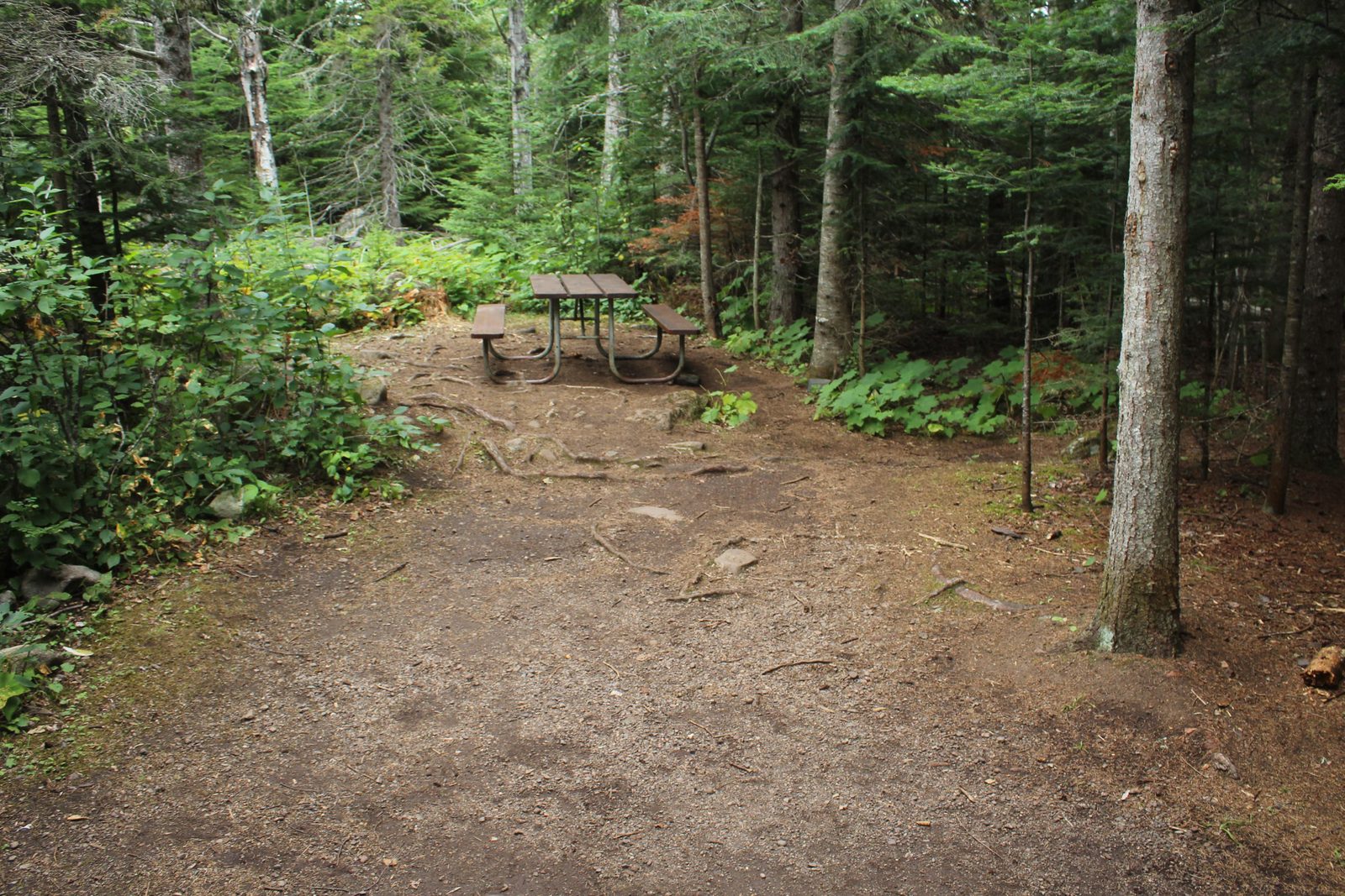 An example of a Daisy Farm Campground tent site