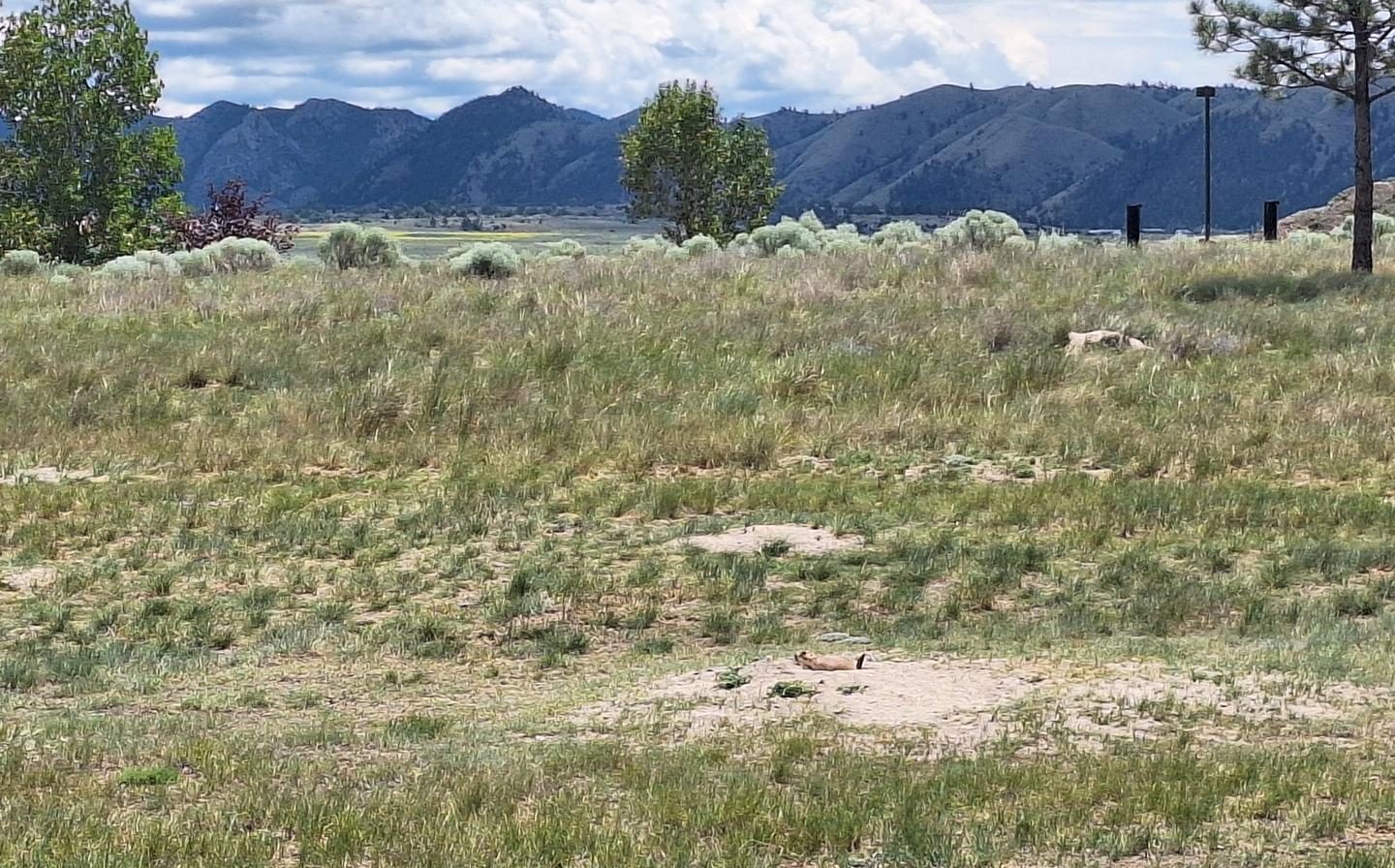 White Sandy prairie dog town