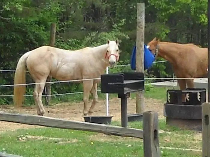 Double Site # 19 is popular with horses and campers alike