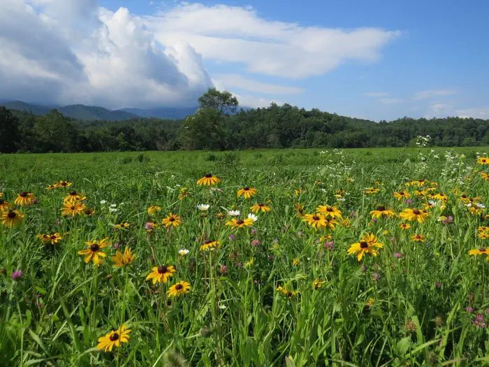 Wildflower Meadow