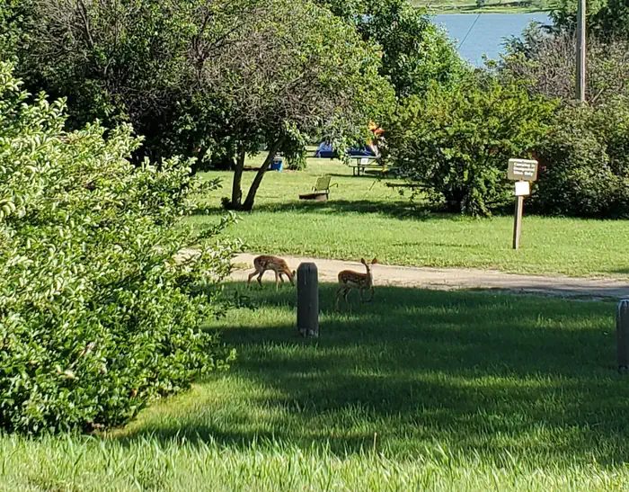 2 Whitetail deer fawns enjoying an afternoon snack near campsite number 8