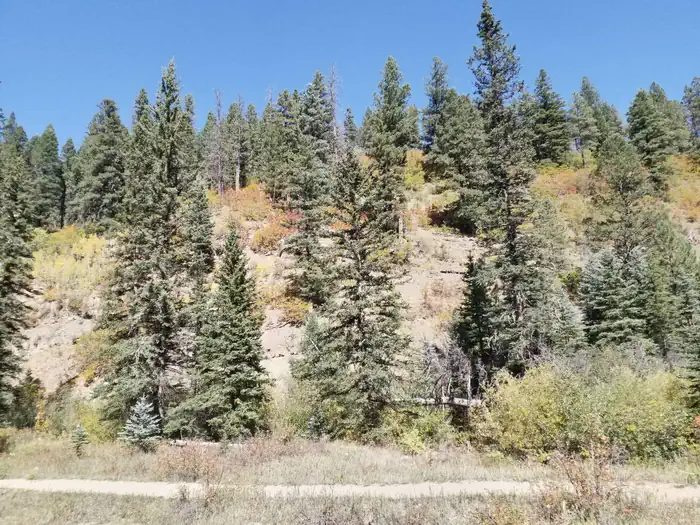 Hillside with fall foliage
