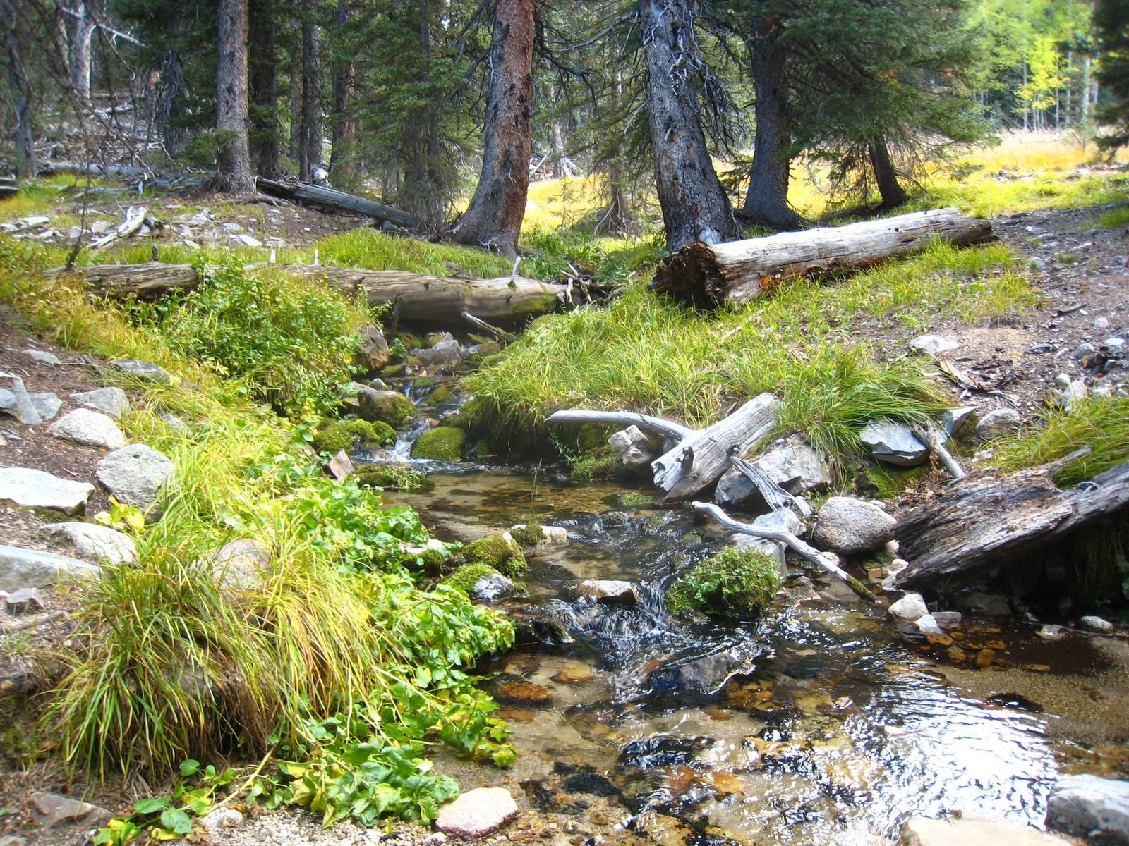 Baker Creek, the stream Baker Creek Campground sits along and is named for, in Great Basin National Park