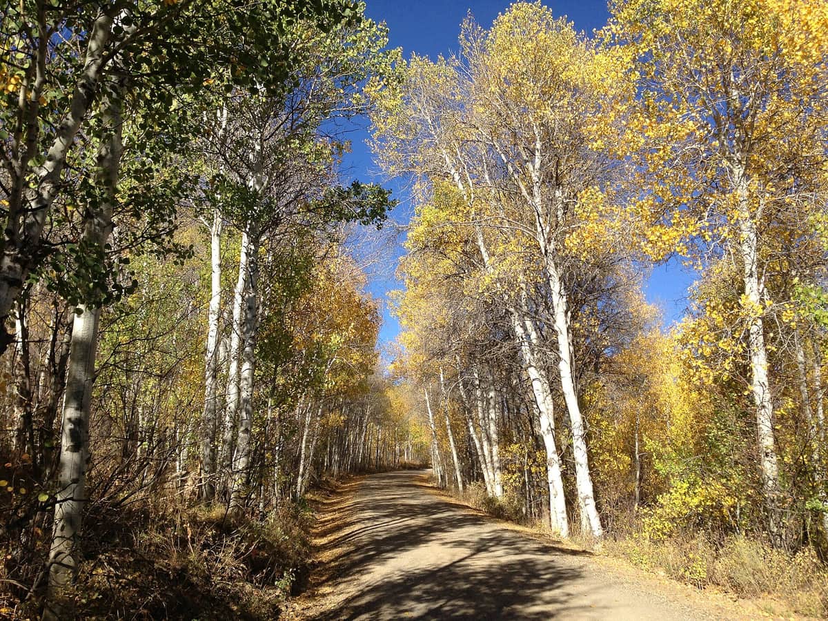 Gold Creek Road through an aspen grove in autumn color, about a third of a mile from Big Bend Campground