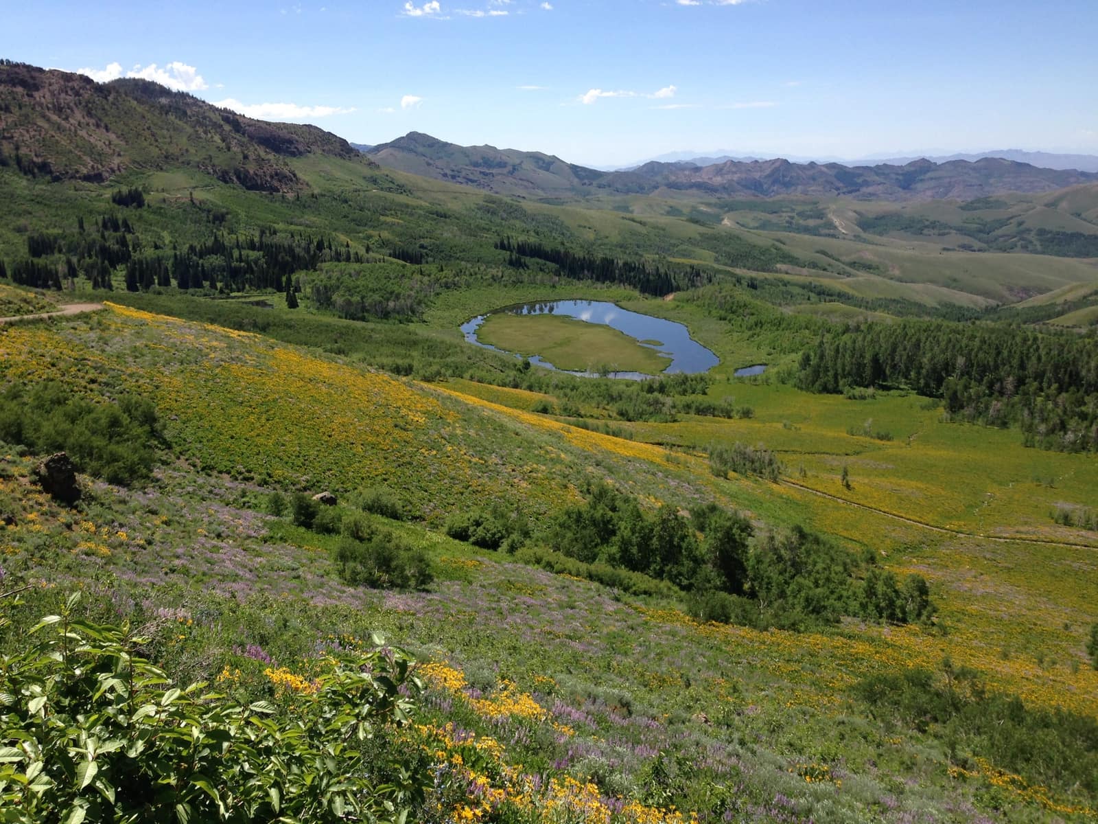 Wildflowers in Copper Basin, northern Elko County, in the Humboldt-Toiyabe National Forest, which the campground sits inside