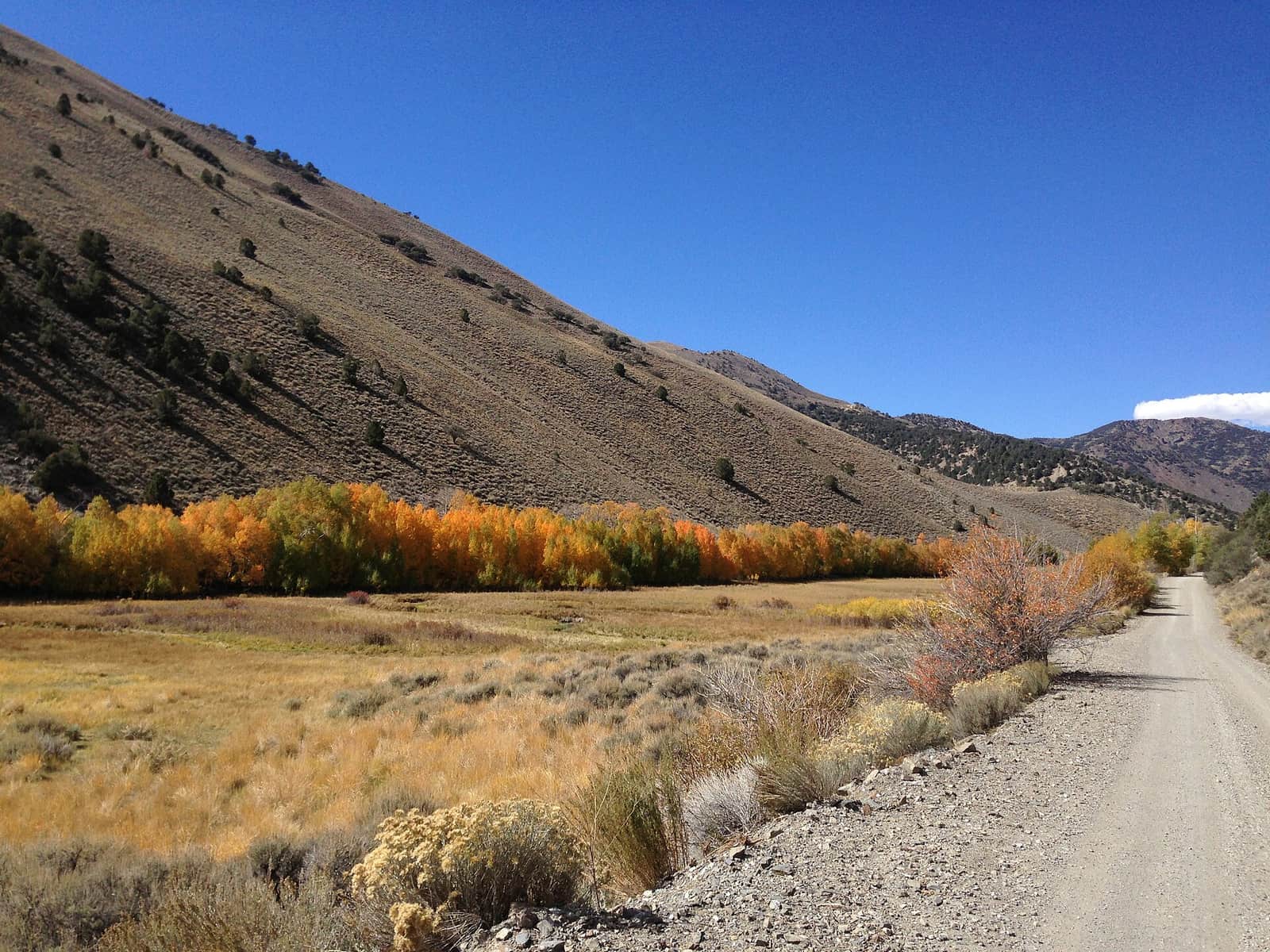 Aspens in autumn color along Kingston Canyon Road, up the canyon from the campground