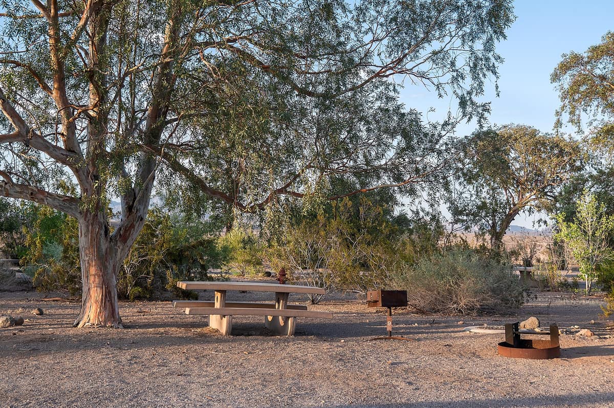 A campsite with a concrete picnic table and grills under a large tree at Las Vegas Bay Campground