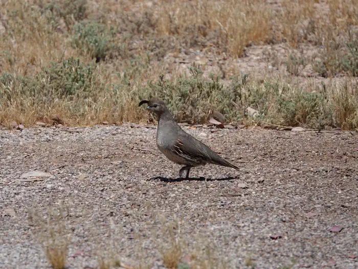 Las Vegas Bay Campground has a variety of beautiful wildlife, including Desert Quail