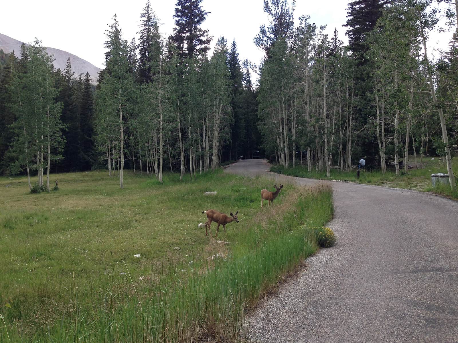 Two mule deer grazing in a meadow beside the road at Wheeler Peak Campground