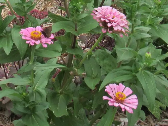 Butterfly garden at Washington Irving South