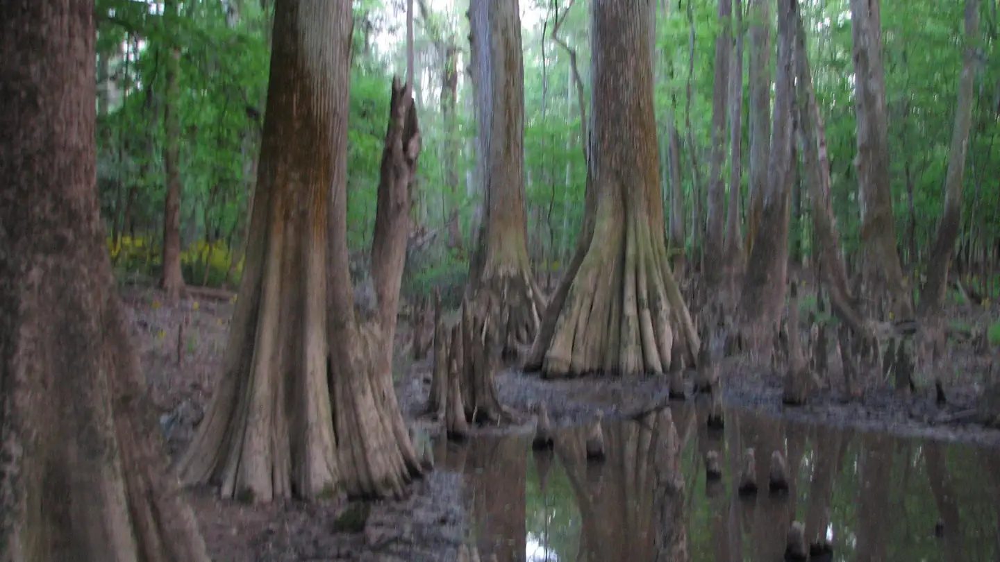 The endless wet terrain and wide Bald Cypress (Taxodium distichum) trees in Congaree National Park