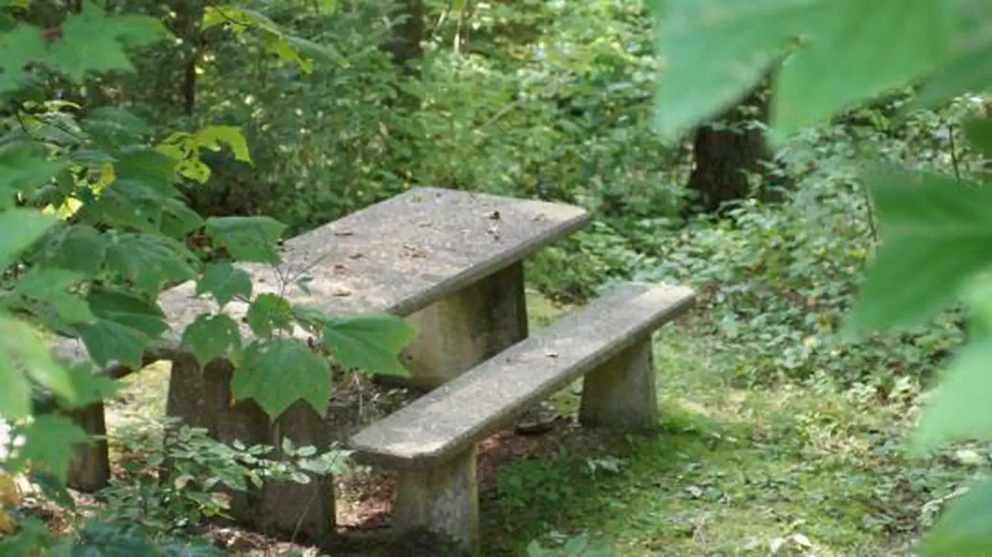 Picnic Tables in Backbone Rock Day Use Area