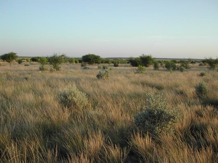 Grasses, cenizo bushes, and huisache trees catch morning sunlight along Spur 454 near the San Pedro campground