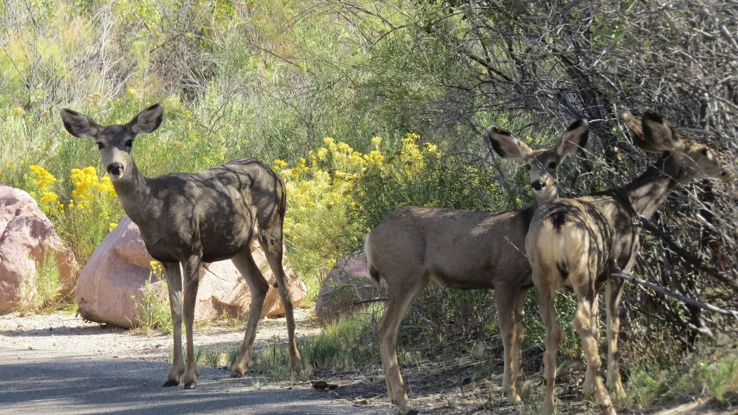 Three deer wandering through C loop
