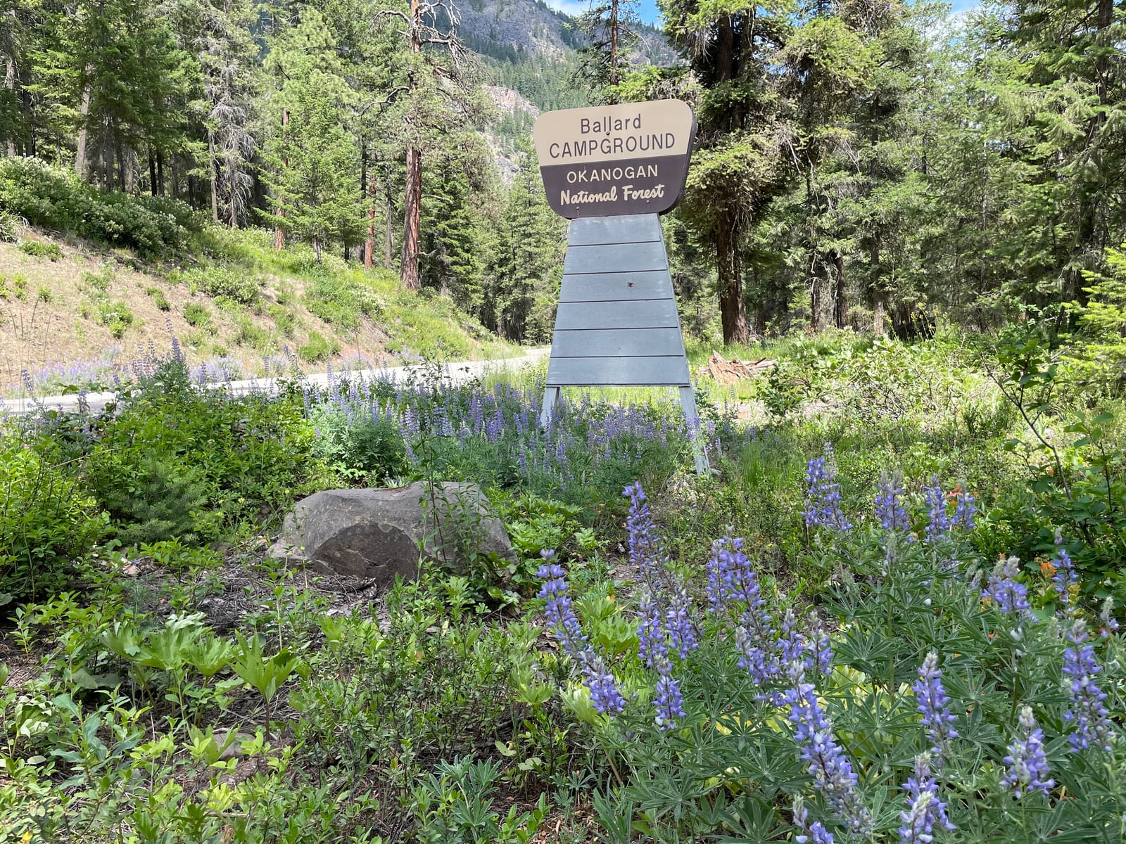 The Ballard Campground sign with lupine in bloom