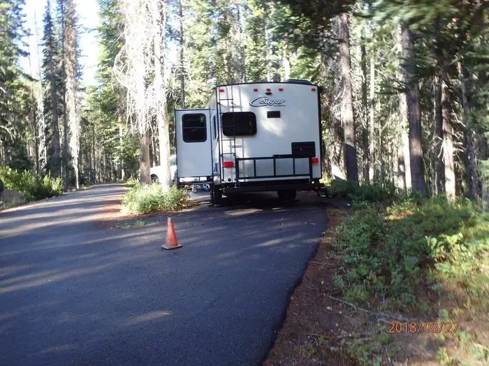Lodgepole