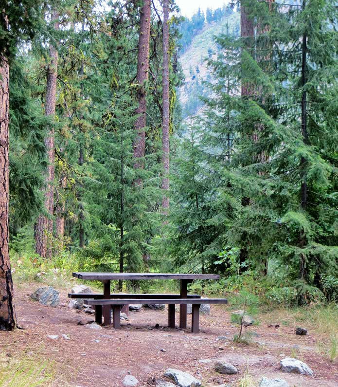 A picnic table under tall pines at Pine Flats Campground