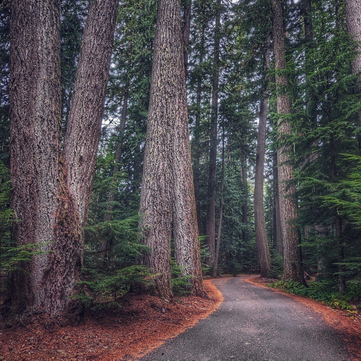 Silver Springs Campground path
