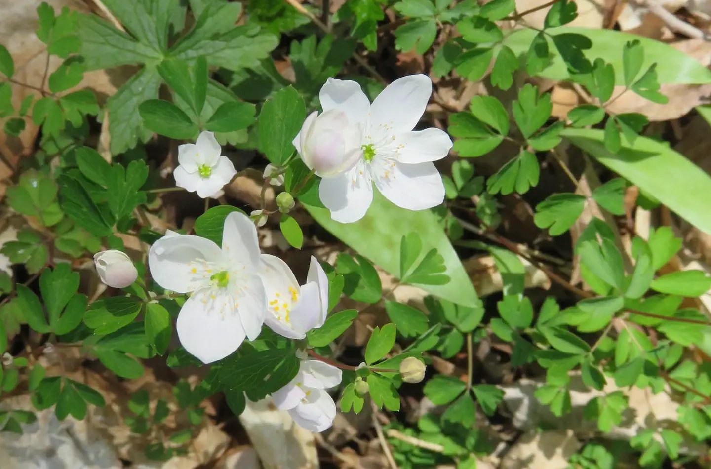 Wildflowers abound at the Chippewa campground in the spring