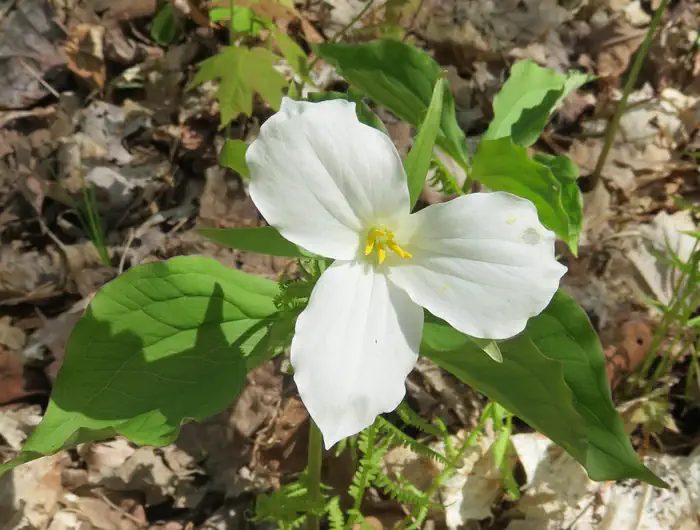 Trilliums and other wildflowers can be found at the Eastwood campground in the spring